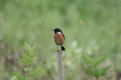 Saxicola maurus