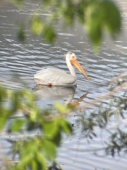 Pelecanus erythrorhynchos