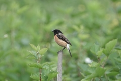 Saxicola maurus