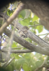 Haemorhous mexicanus