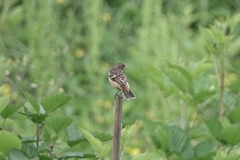 Saxicola maurus
