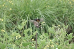 Saxicola maurus