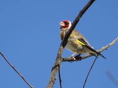 Carduelis carduelis