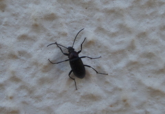 Heliotaurus ruficollis