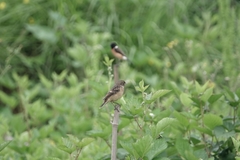 Saxicola maurus