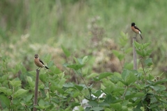 Saxicola maurus