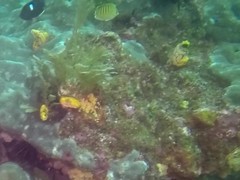 Chaetodon punctatofasciatus