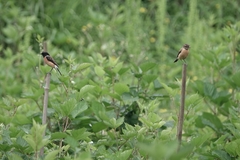 Saxicola maurus