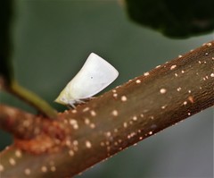 Colgaroides acuminata
