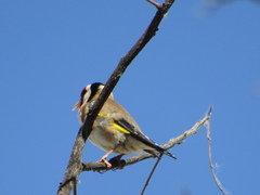 Carduelis carduelis
