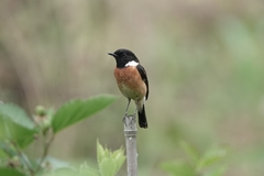 Saxicola maurus