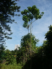 Archidendron jiringa