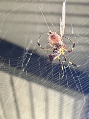 Trichonephila clavipes image