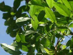 Archidendron jiringa