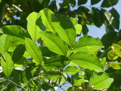 Archidendron jiringa