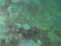 Chaetodon ocellicaudus