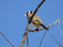 Carduelis carduelis