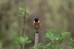 Saxicola maurus