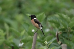 Saxicola maurus