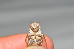 Uhleroides charliclo