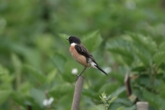 Saxicola maurus