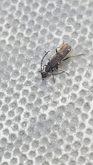 Malthodes