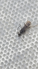 Malthodes