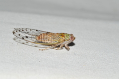 Uhleroides charliclo