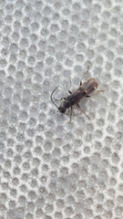 Malthodes
