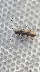 Malthodes