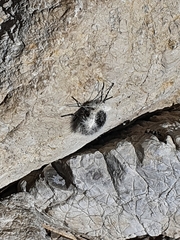 Lycia alpina