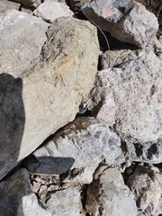 Lycia alpina