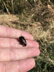 Calosoma cancellatum