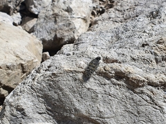 Lycia alpina
