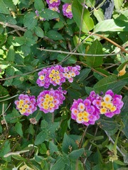 Lantana