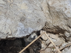 Lycia alpina