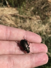 Calosoma cancellatum