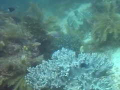 Mirolabrichthys tuka