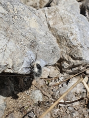 Lycia alpina
