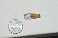 Uhleroides charliclo