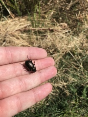 Calosoma cancellatum