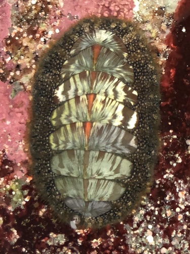 Woody Chiton