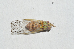 Uhleroides charliclo