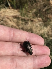 Calosoma cancellatum