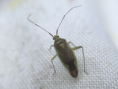 Closterotomus trivialis