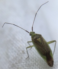 Closterotomus trivialis