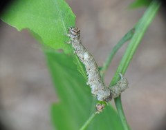 Catocala sponsa