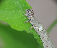 Catocala sponsa