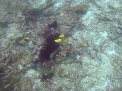 Pomacanthus navarchus