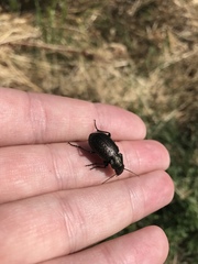Calosoma cancellatum